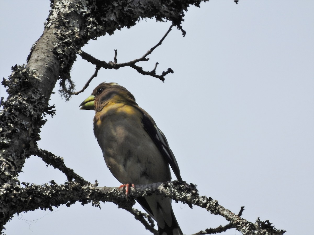 Evening Grosbeak - Darlene Cancelliere