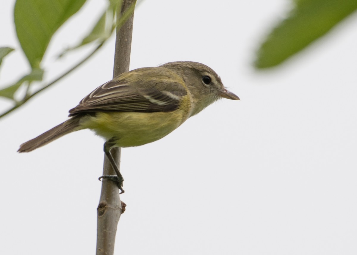 Bell's Vireo - ML58734061