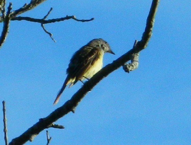 Great Crested Flycatcher - ML587340891