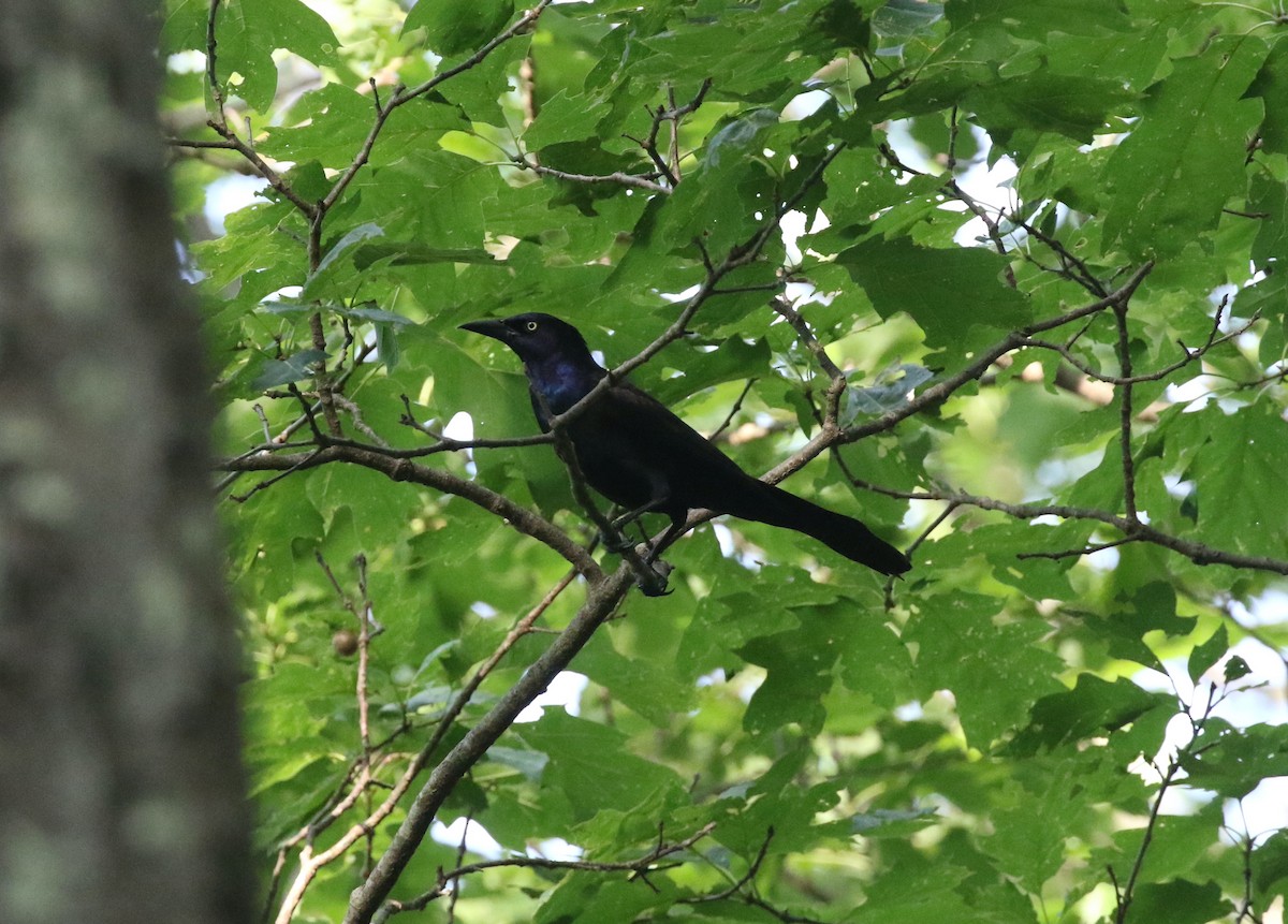 Common Grackle - Andrew Vallely