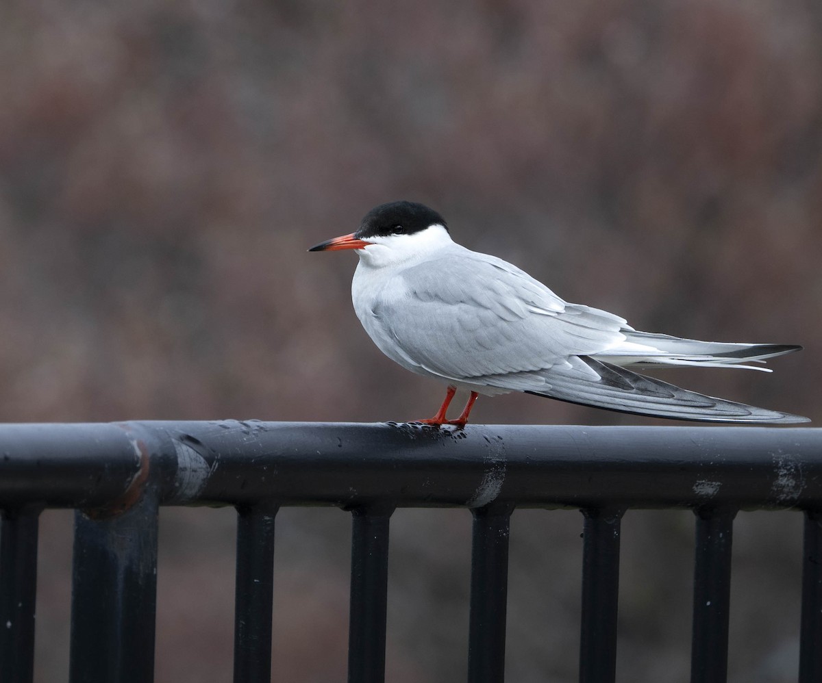 Common Tern - Christine Pelletier et (Claude St-Pierre , photos)