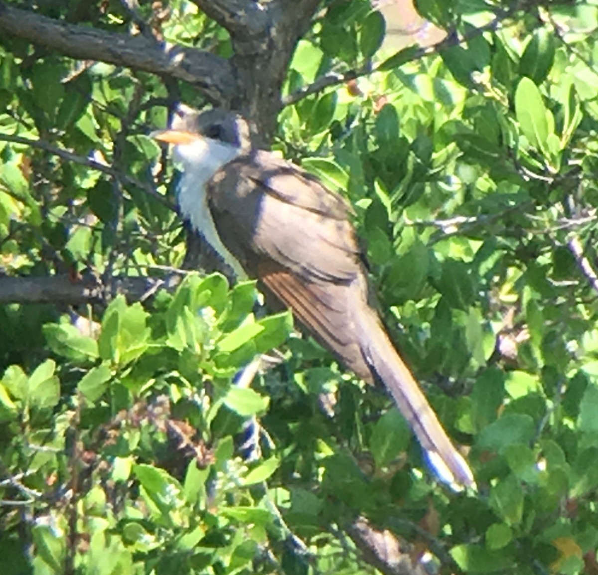 Yellow-billed Cuckoo - ML58734211