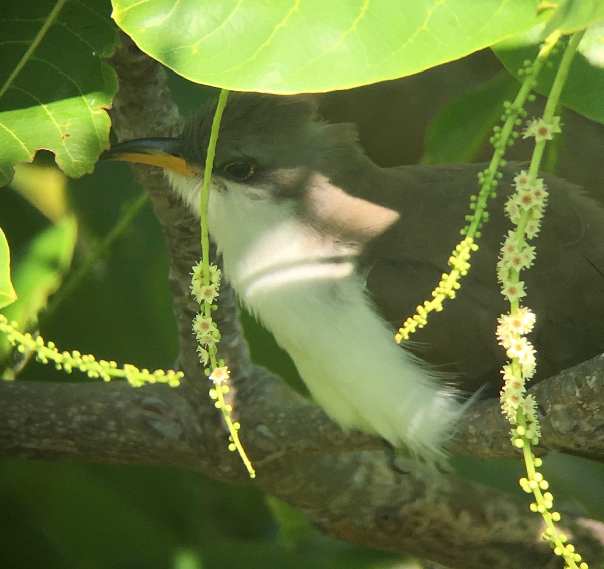 Yellow-billed Cuckoo - ML58734221