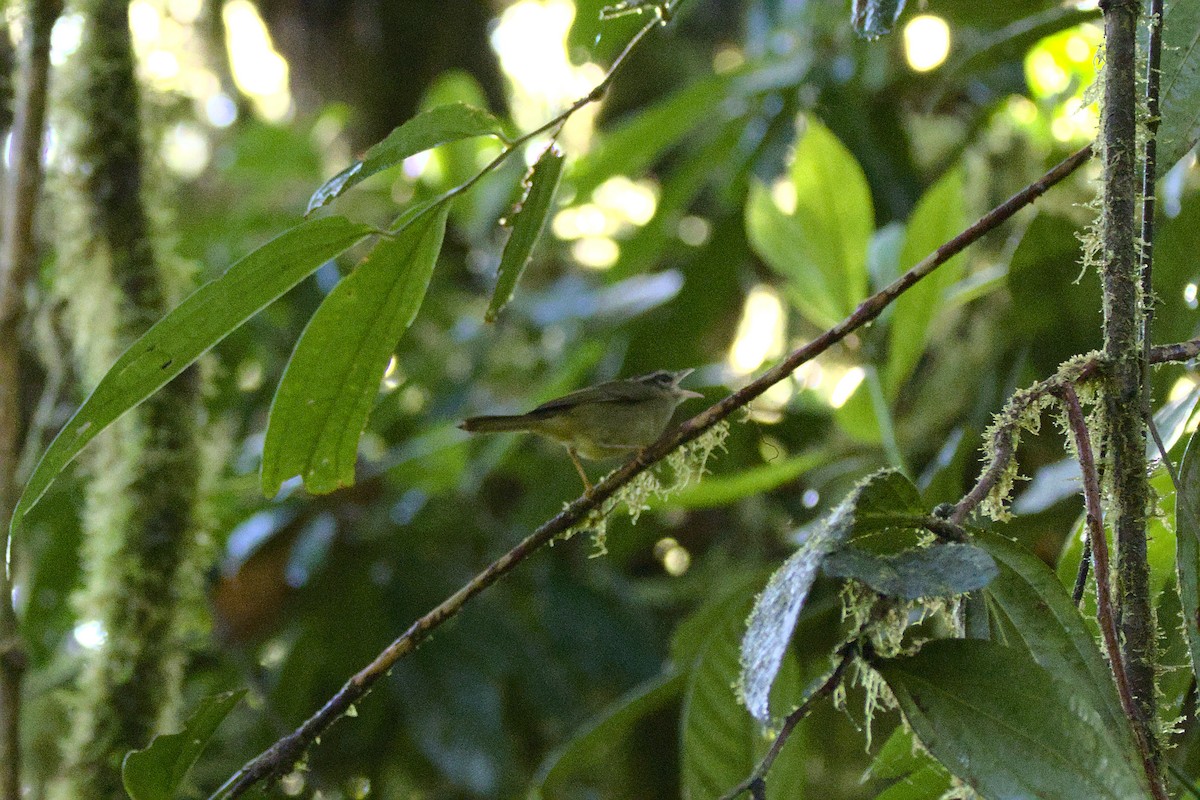 Three-striped Warbler (daedalus) - Severin Uebbing