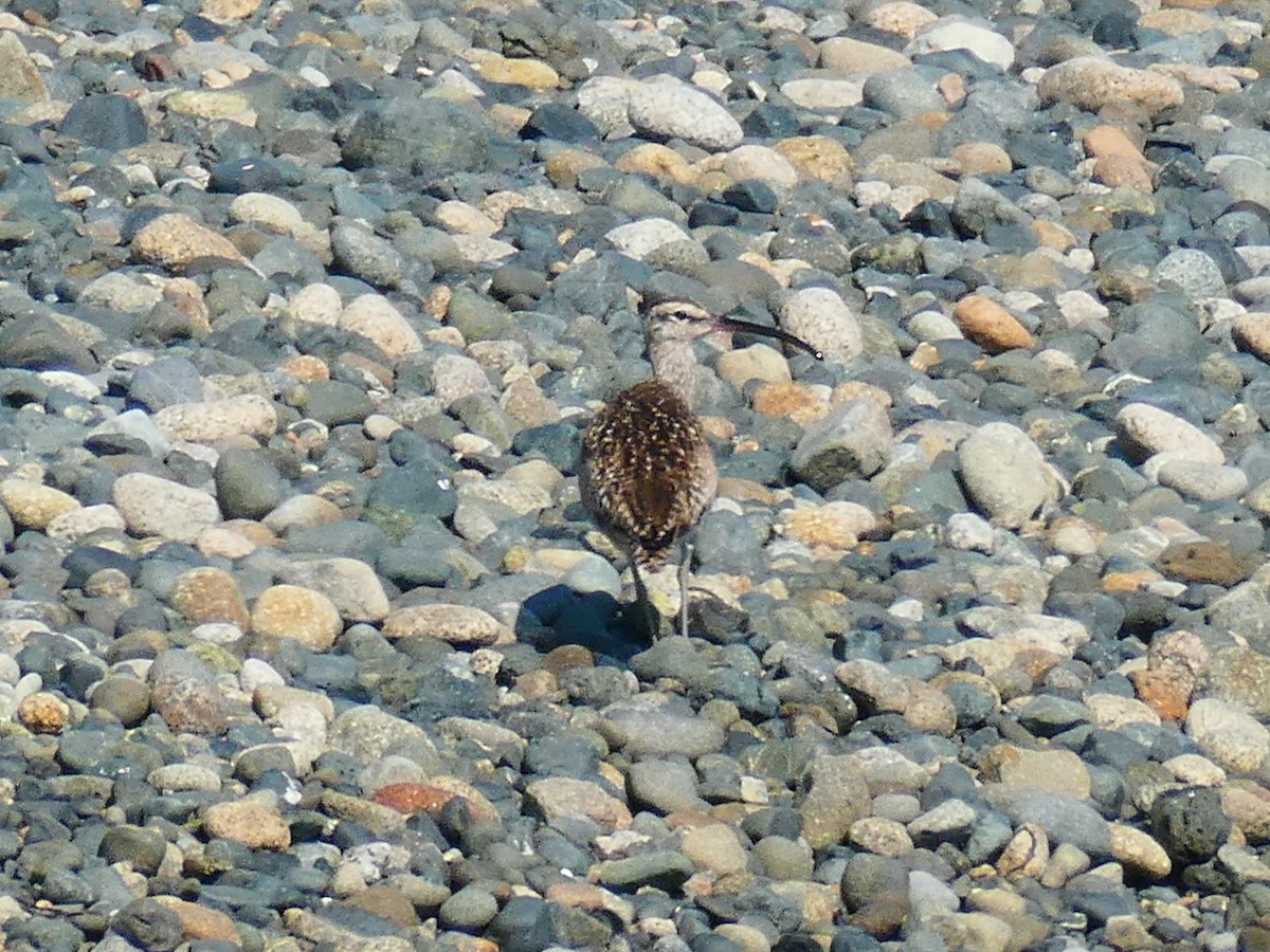 Whimbrel - Donna Ferguson