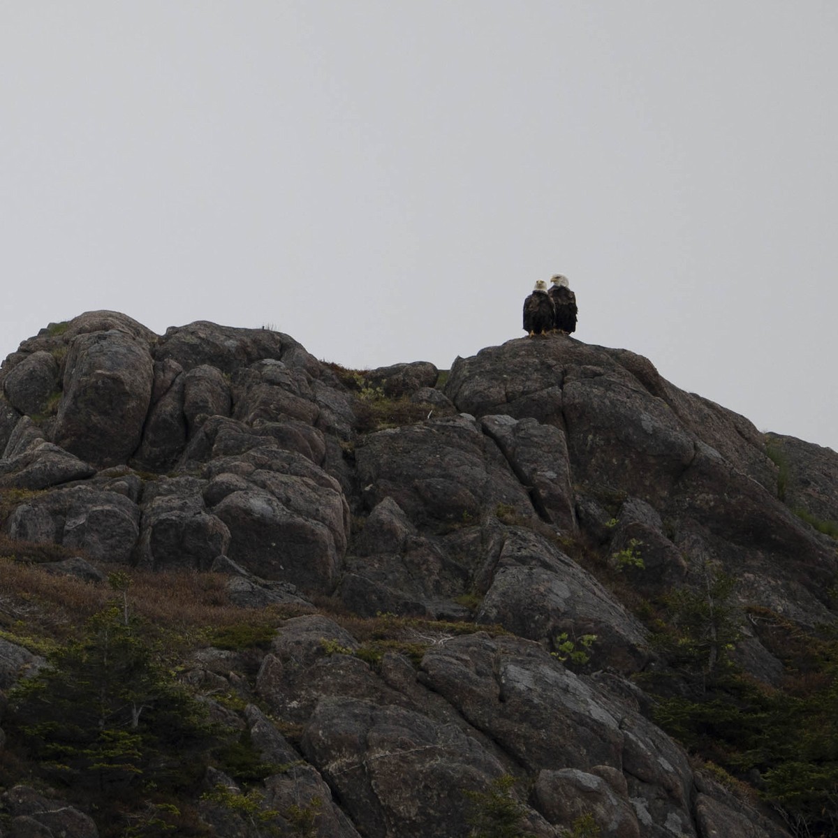 Bald Eagle - Christine Pelletier et (Claude St-Pierre , photos)