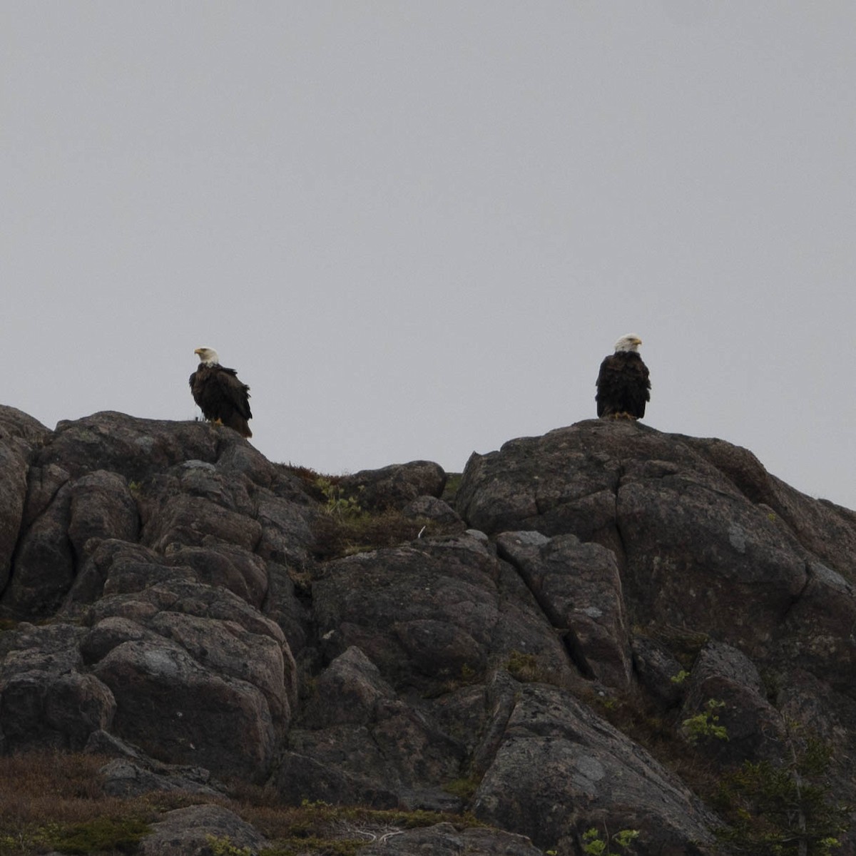 Weißkopf-Seeadler - ML587344221