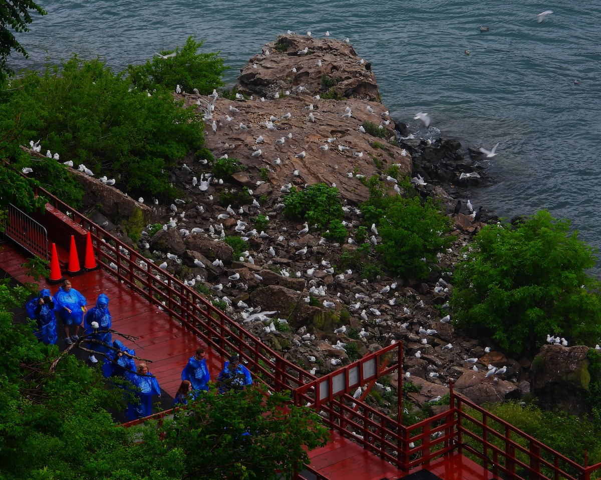 Ring-billed Gull - ML587344261