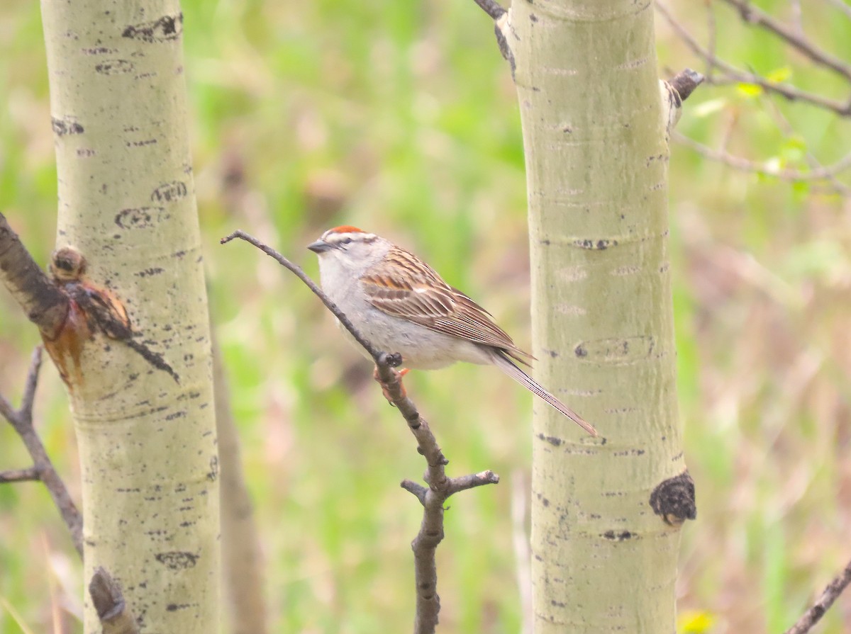 Chipping Sparrow - ML587345131