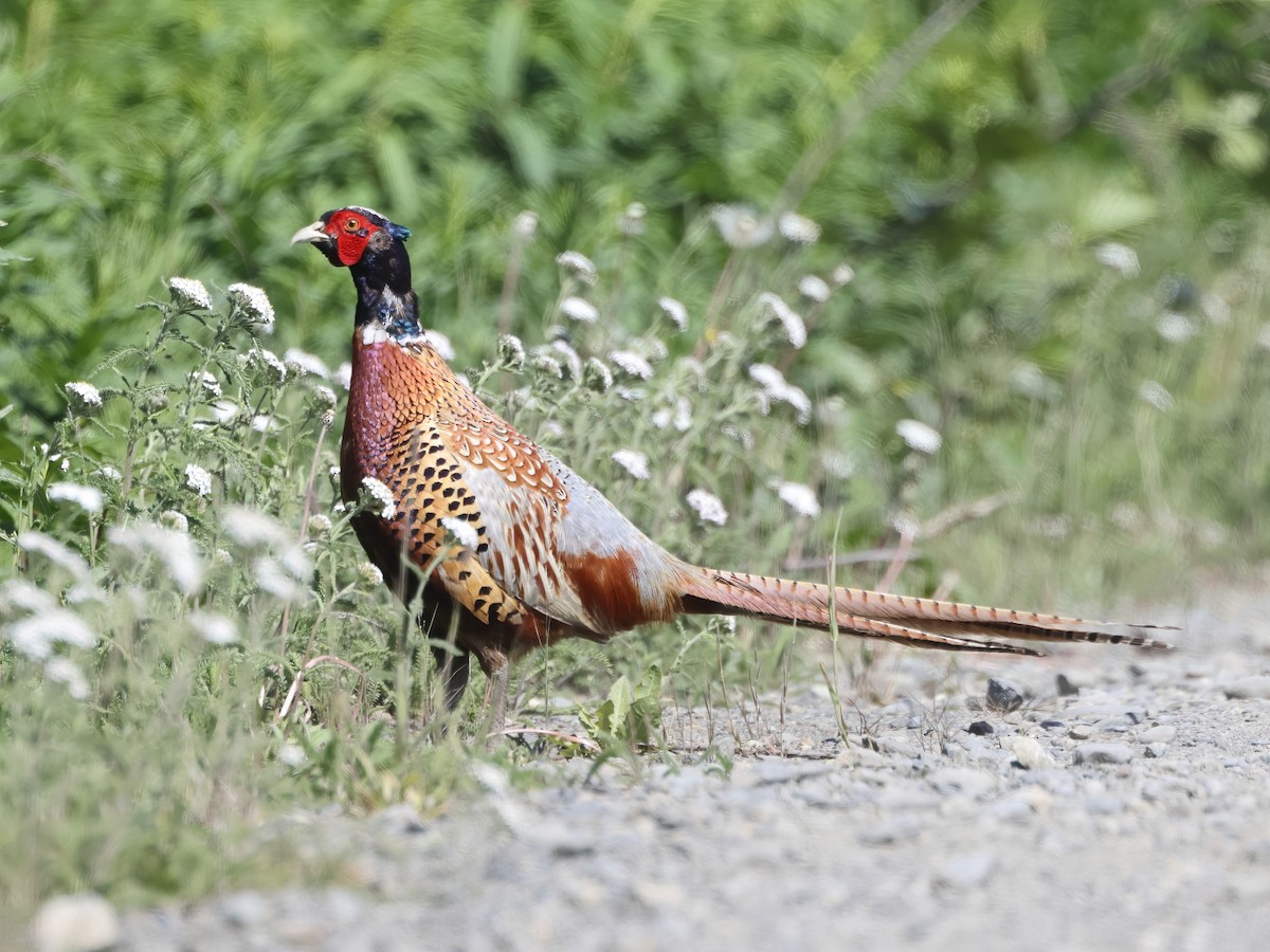 Ring-necked Pheasant - ML587345421