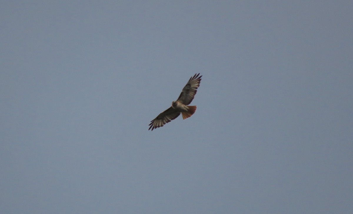 Red-tailed Hawk - ML587345611