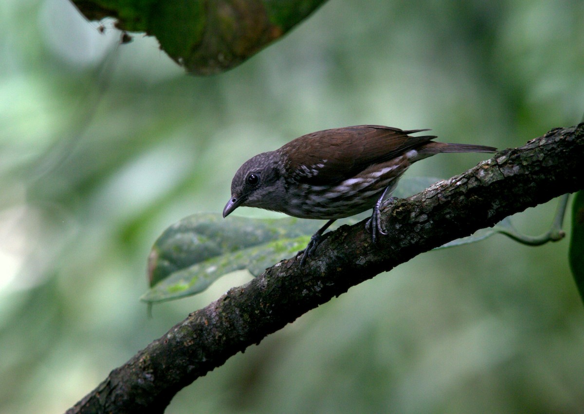 Visayan Rhabdornis - Brendan Sloan