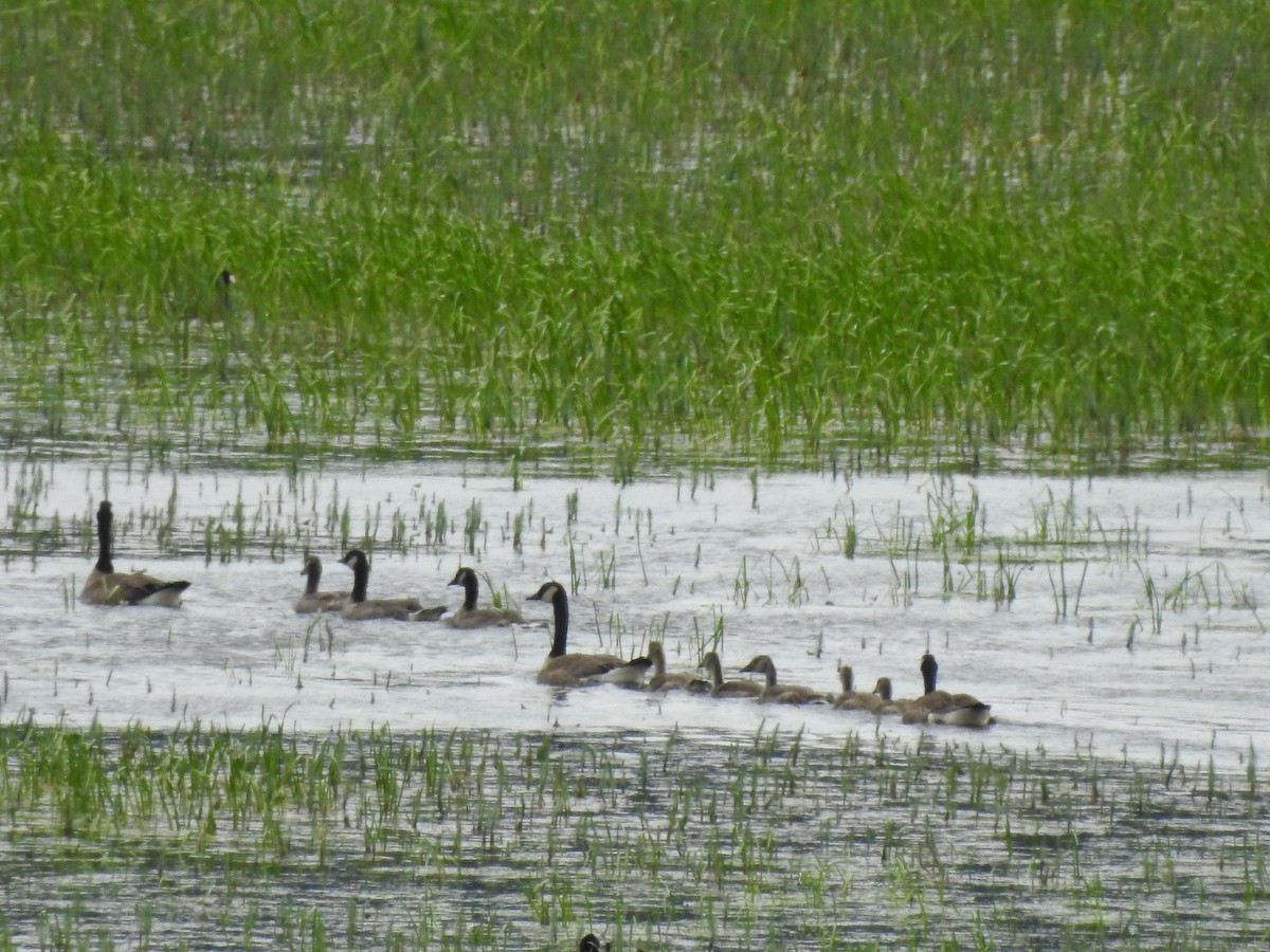 Canada Goose - Patrick Gearin