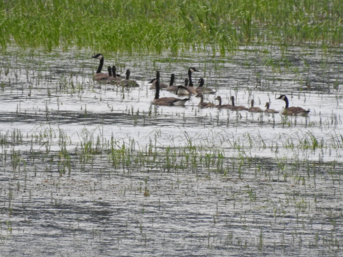 Canada Goose - Patrick Gearin