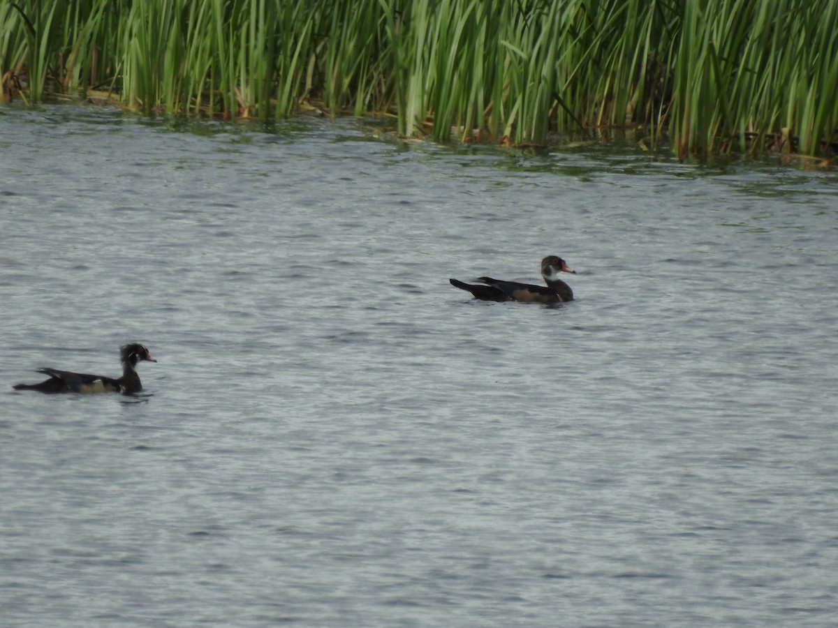 Wood Duck - Patrick Gearin