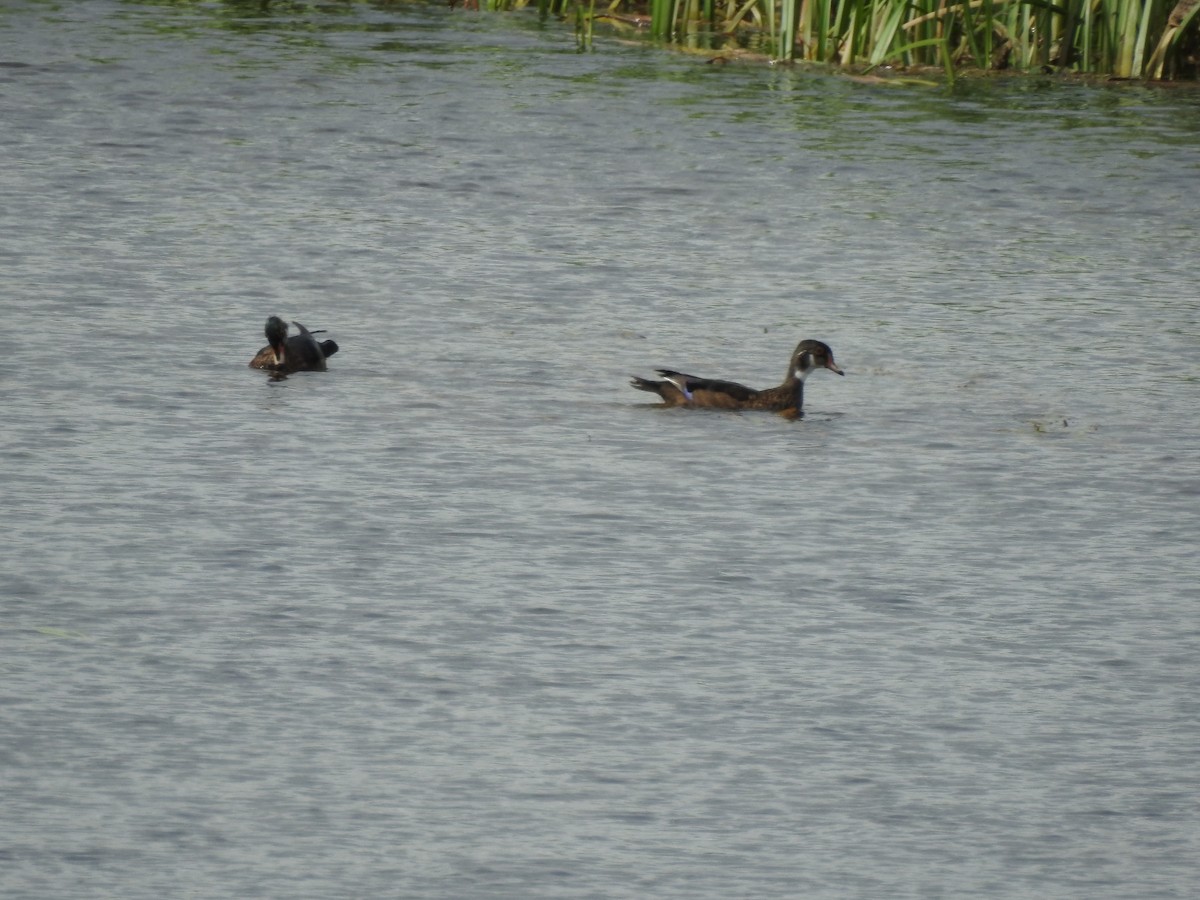 Wood Duck - Patrick Gearin