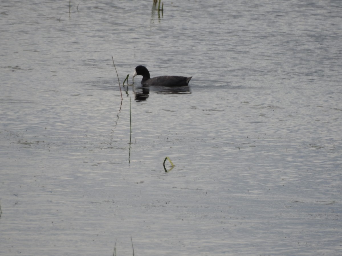 American Coot - Patrick Gearin