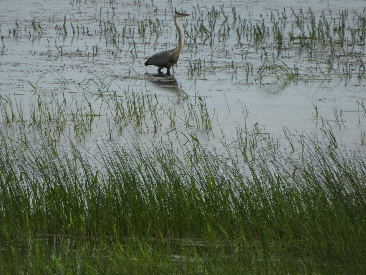 Great Blue Heron - Patrick Gearin