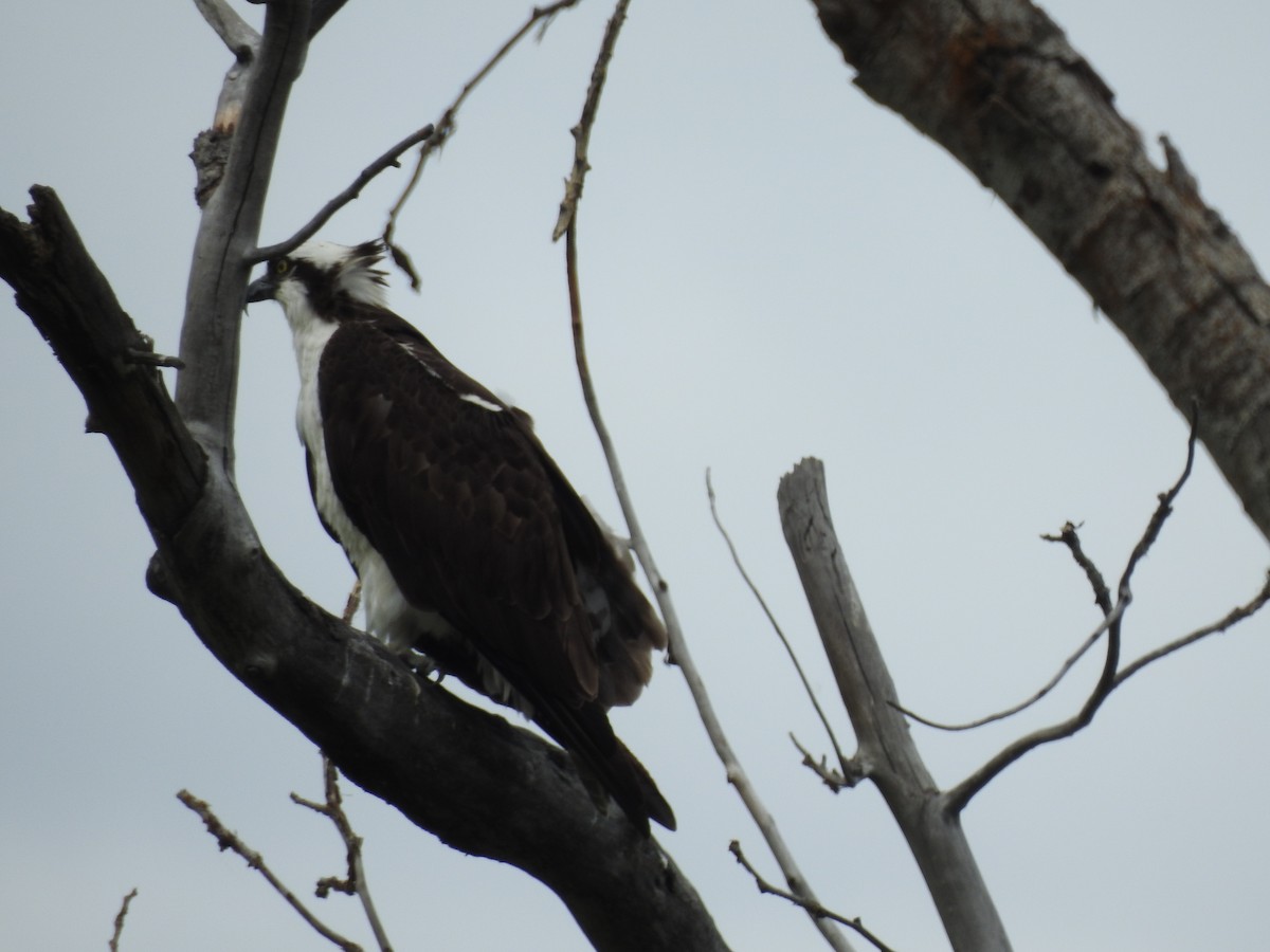 Osprey - Patrick Gearin