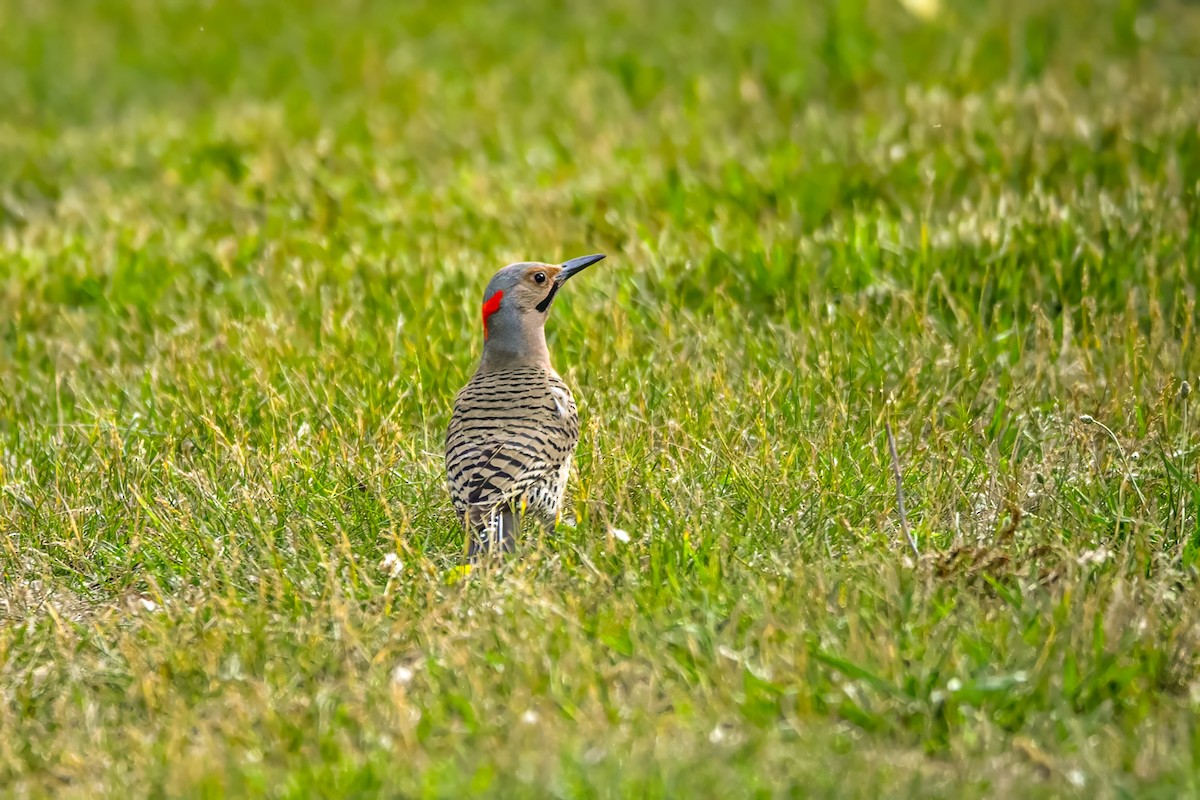 Northern Flicker - ML587349291