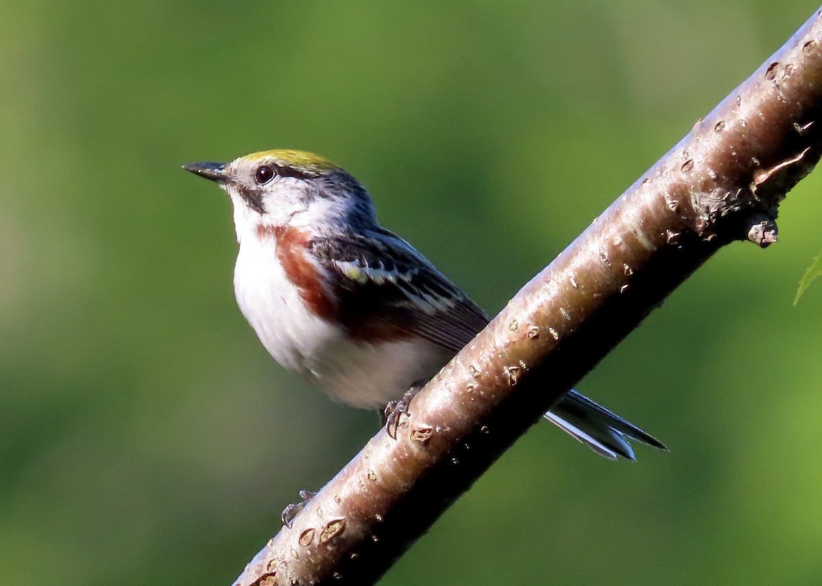 Paruline à flancs marron - ML587349521