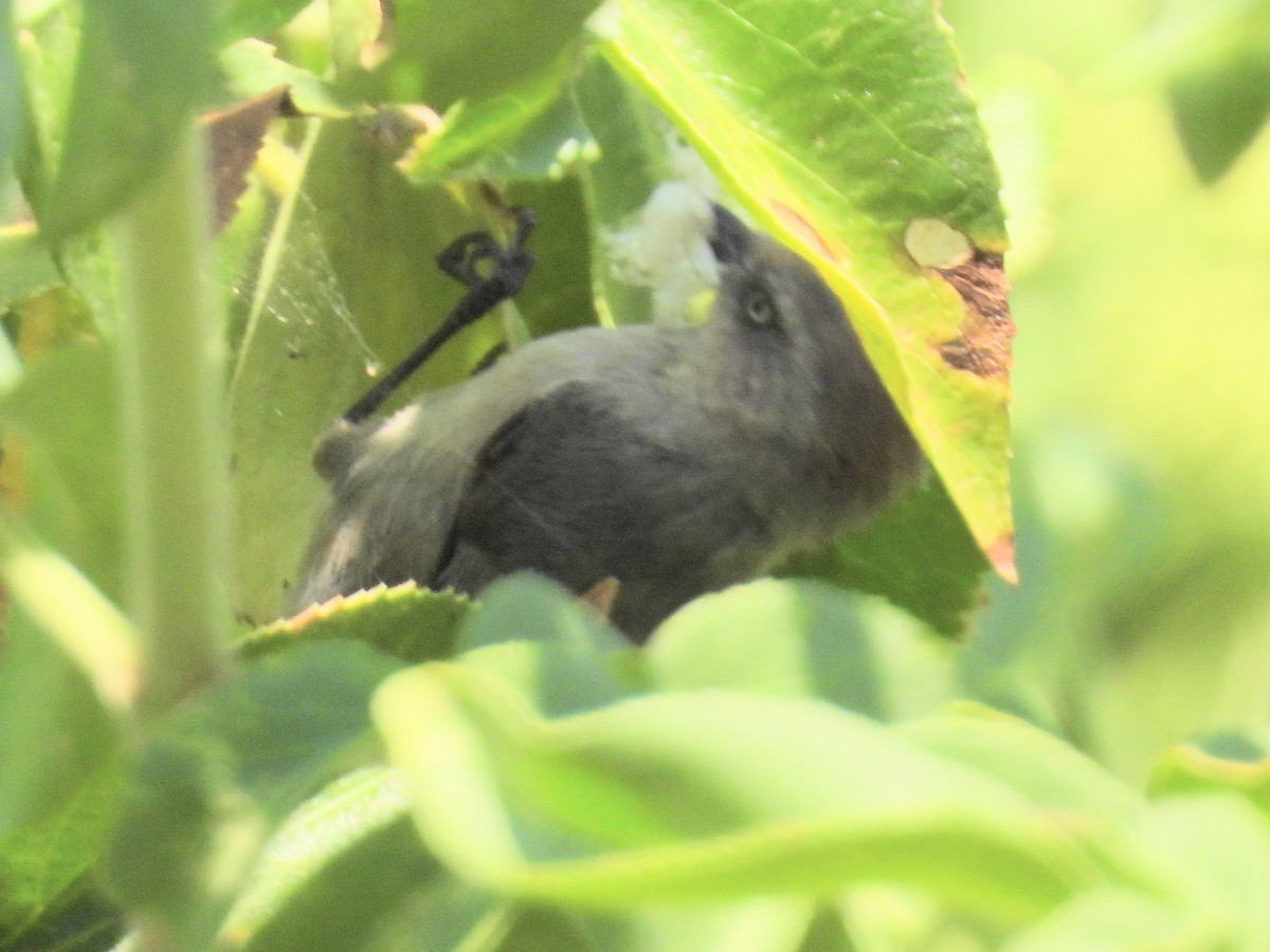 Bushtit - ML587349661