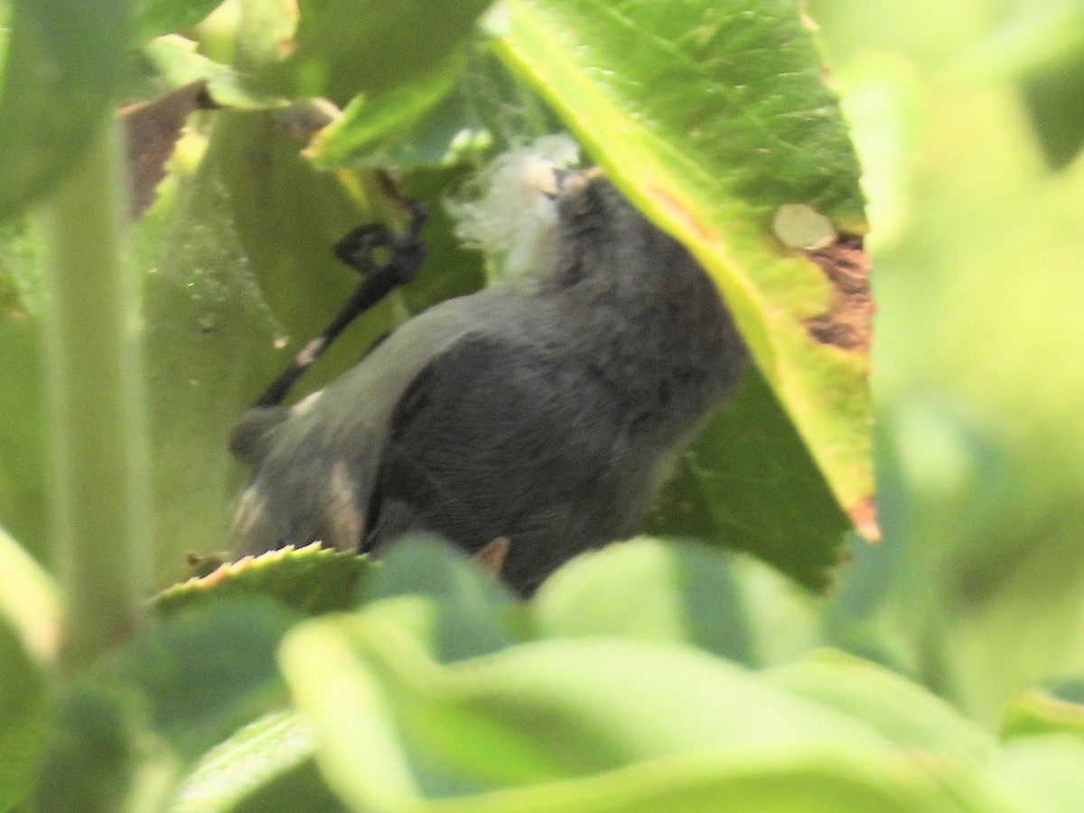 Bushtit - ML587349791