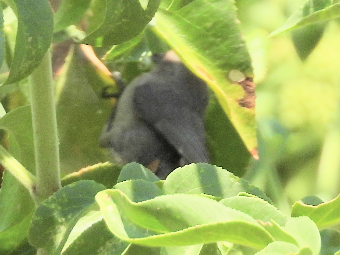 Bushtit - ML587349821