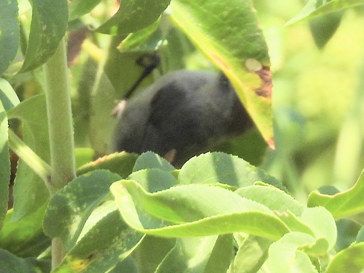 Bushtit - Jeanene Daniels