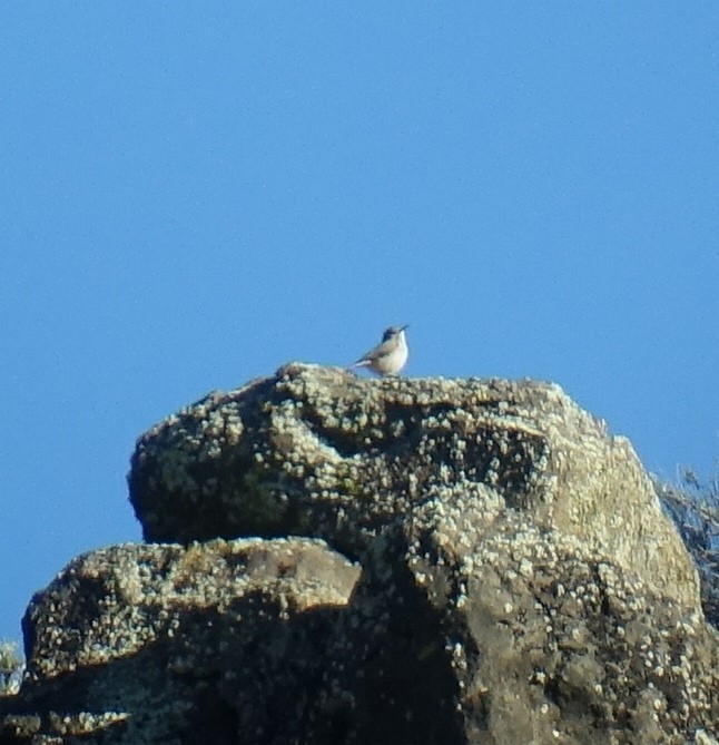 Rock Wren - ML58735111