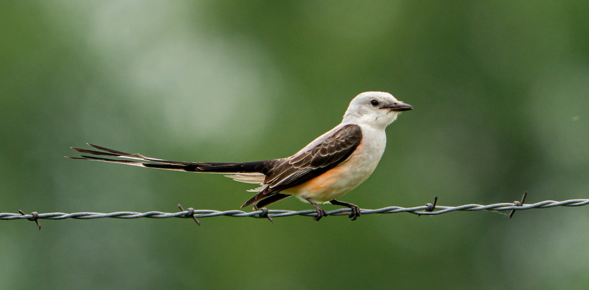 Scissor-tailed Flycatcher - ML587351251