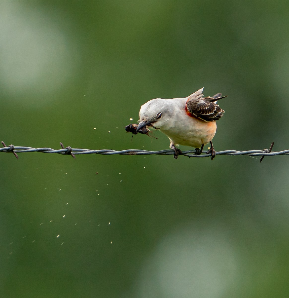 Scissor-tailed Flycatcher - Art Webster