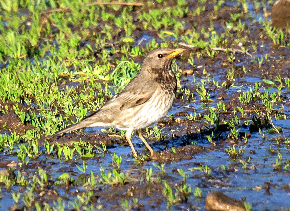 Black-throated Thrush - ML587351571