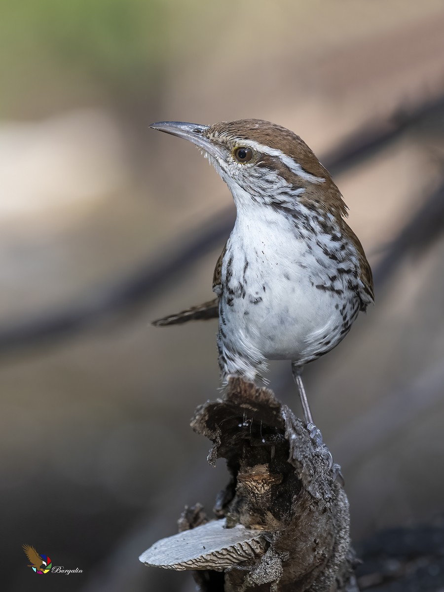 Banded Wren - fernando Burgalin Sequeria