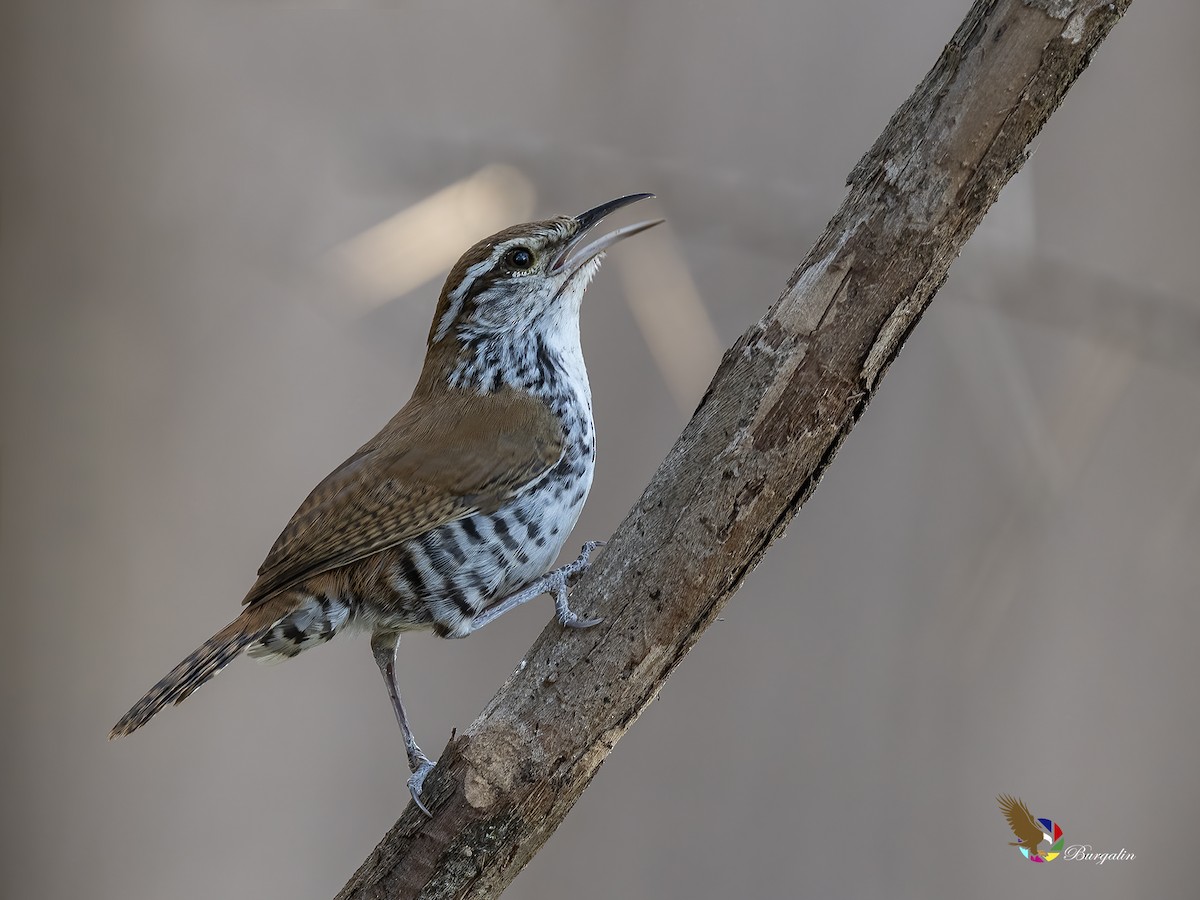 Banded Wren - fernando Burgalin Sequeria