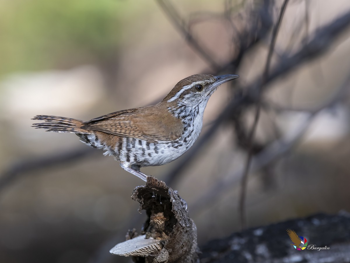 Banded Wren - fernando Burgalin Sequeria