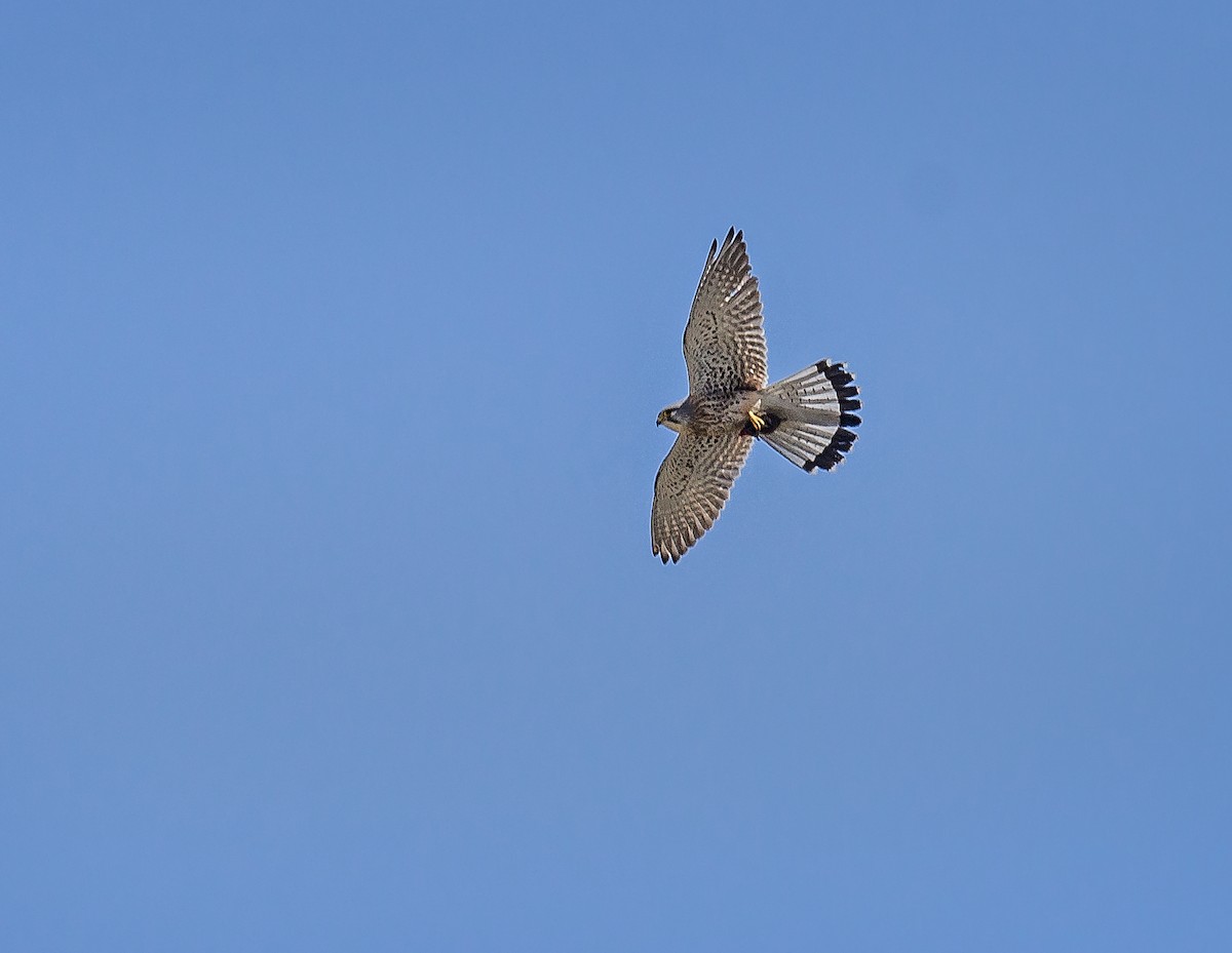 Eurasian Kestrel - ML587351981