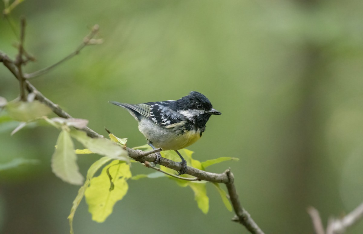 Yellow-bellied Tit - Elan James