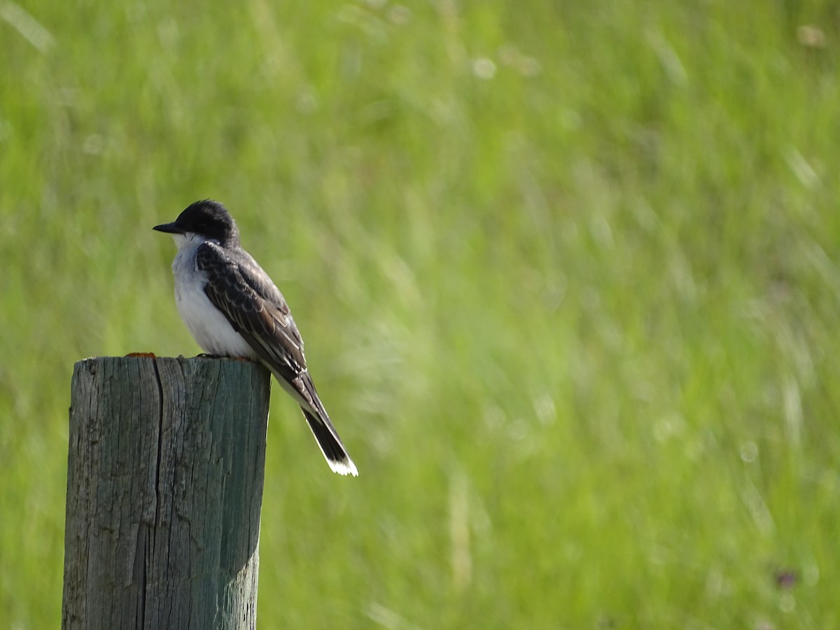 Eastern Kingbird - ML587353031