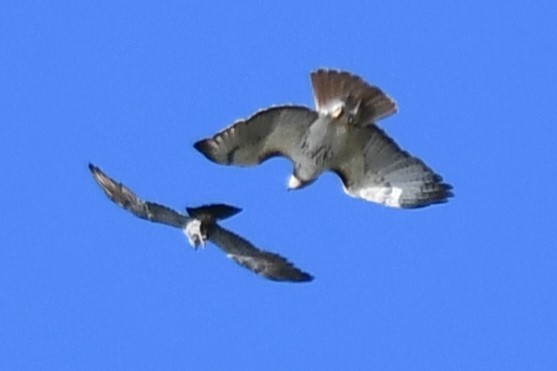 Red-tailed Hawk - Carmen Ricer