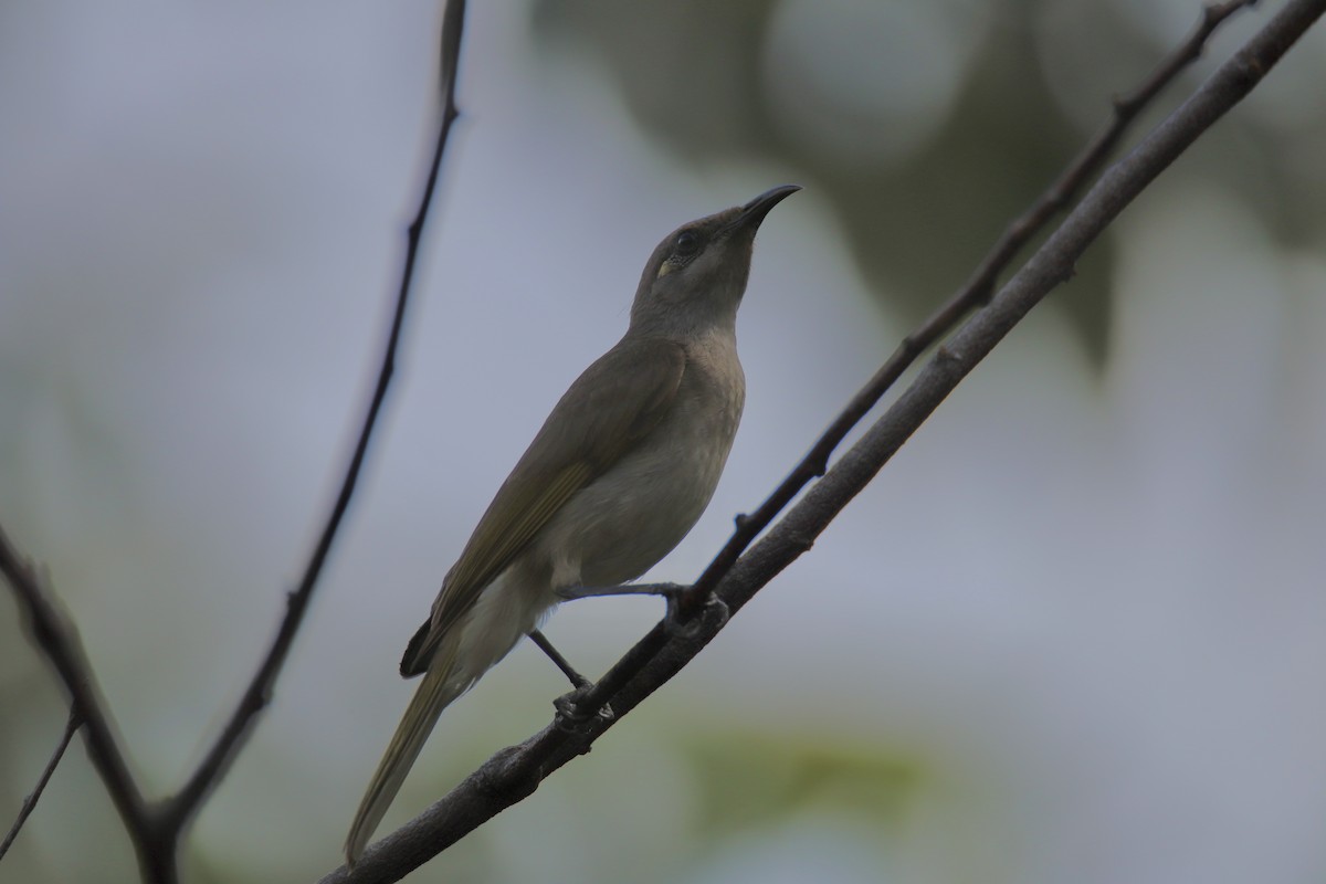 Brown Honeyeater - ML587355021