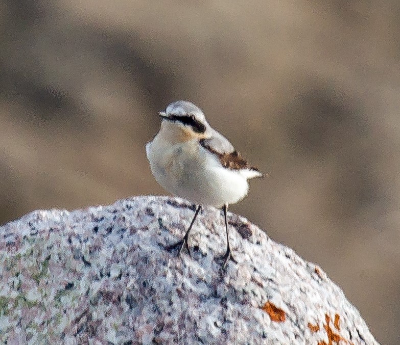 Northern Wheatear - Russell Scott