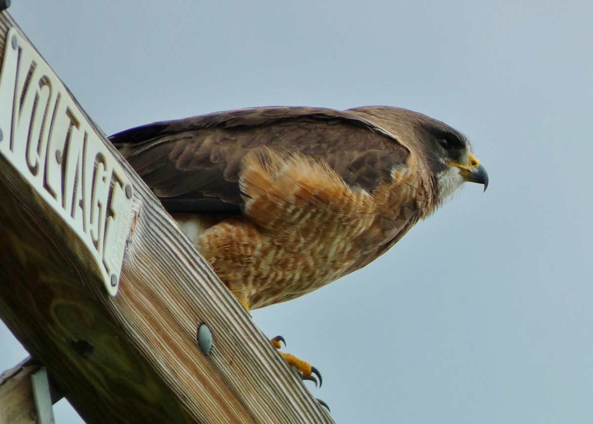 Swainson's Hawk - ML587357881