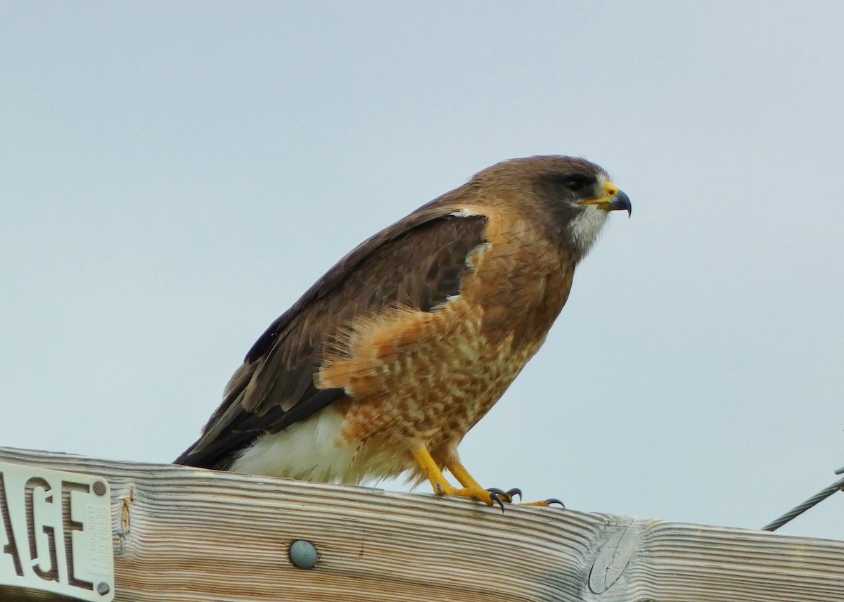 Swainson's Hawk - David Assmann