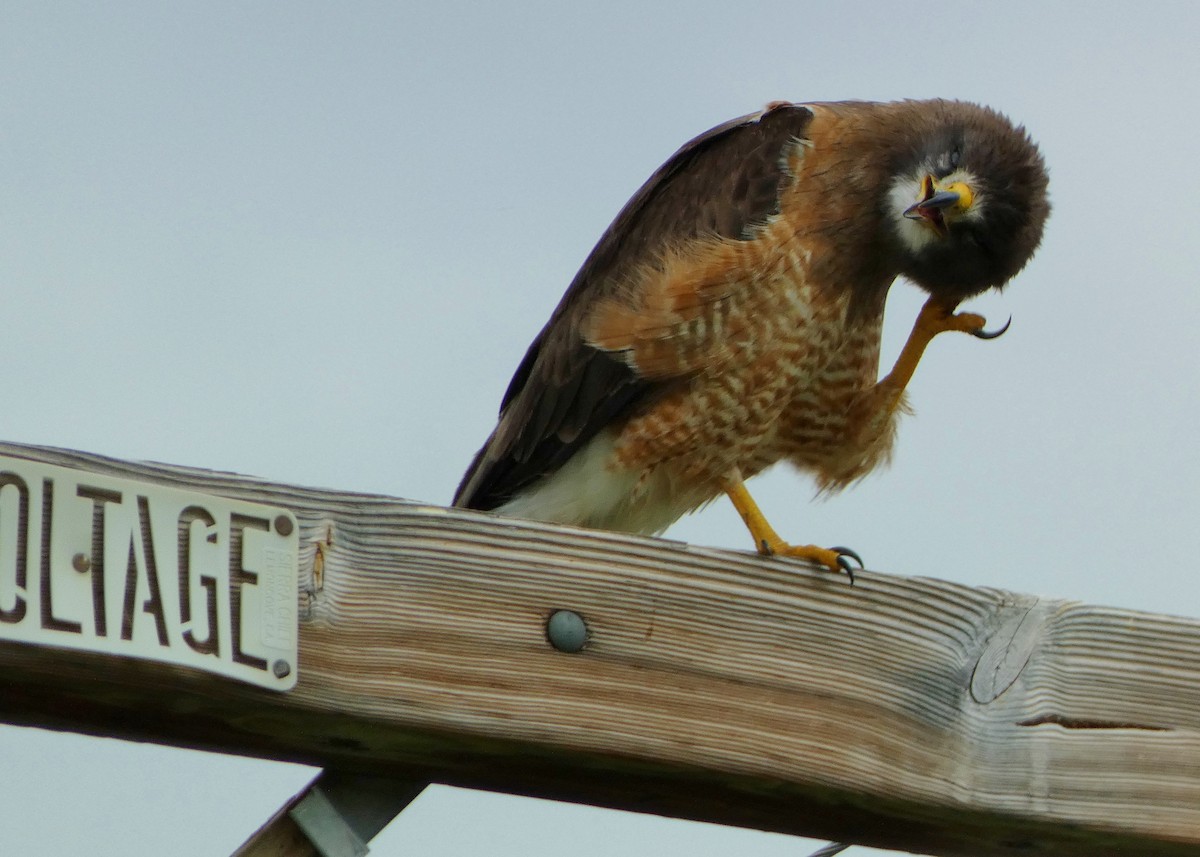 Swainson's Hawk - ML587357901