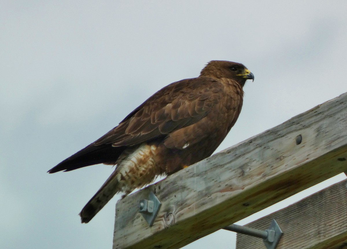 Swainson's Hawk - ML587357911