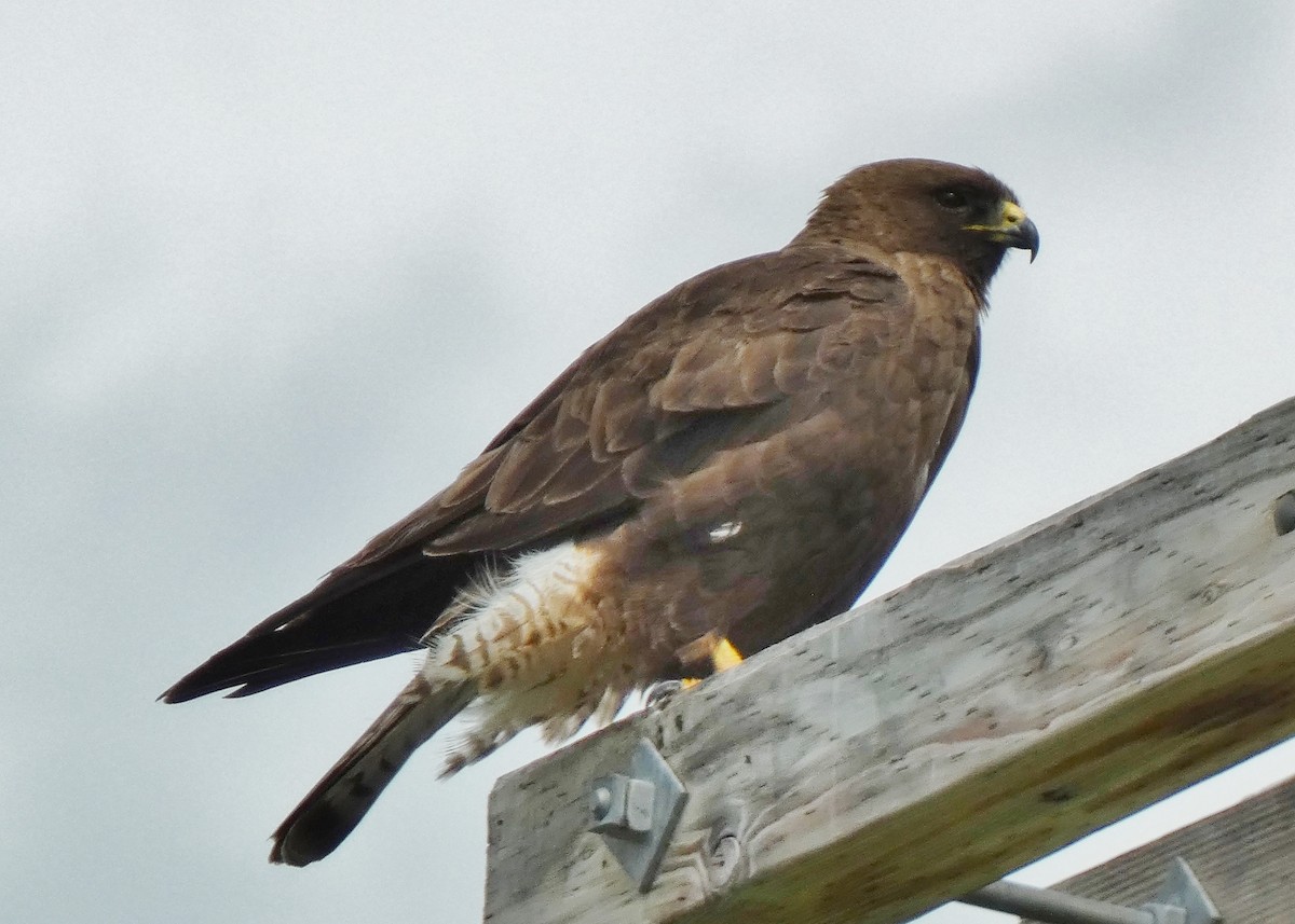 Swainson's Hawk - ML587357951