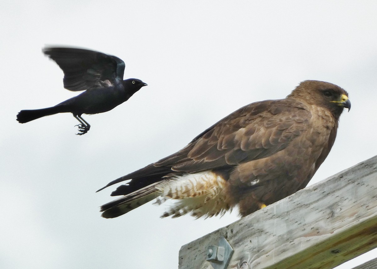 Swainson's Hawk - ML587357961