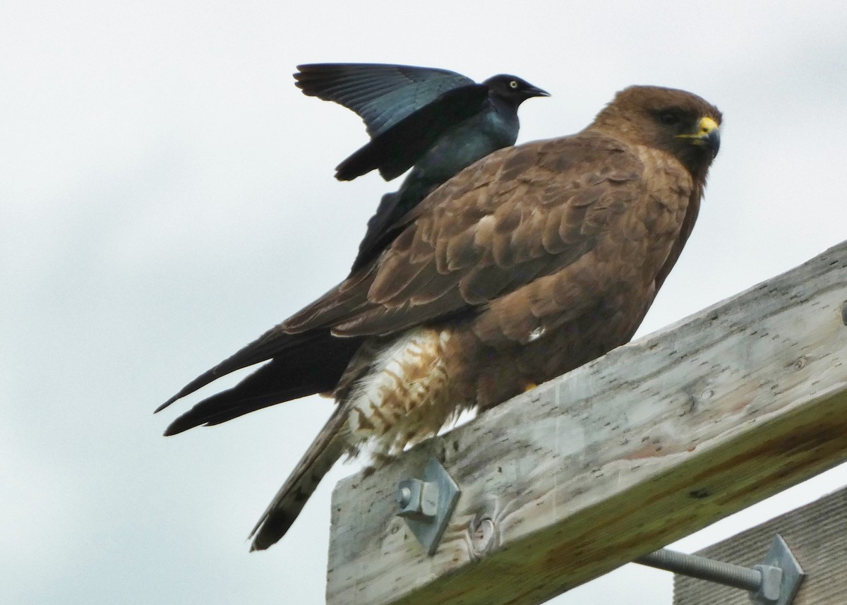 Swainson's Hawk - ML587357971