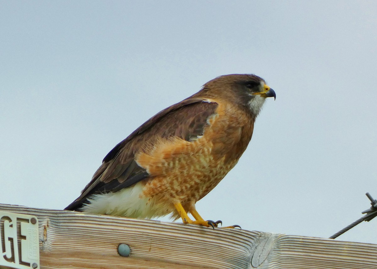 Swainson's Hawk - ML587357981